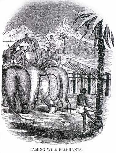 Taming Elephants
