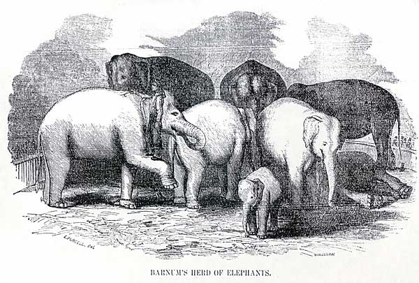 Barnum's Herd of Elephants